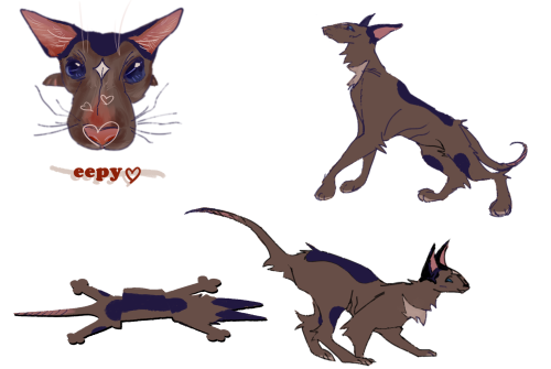 Dilly Dally Warrior Cars Au