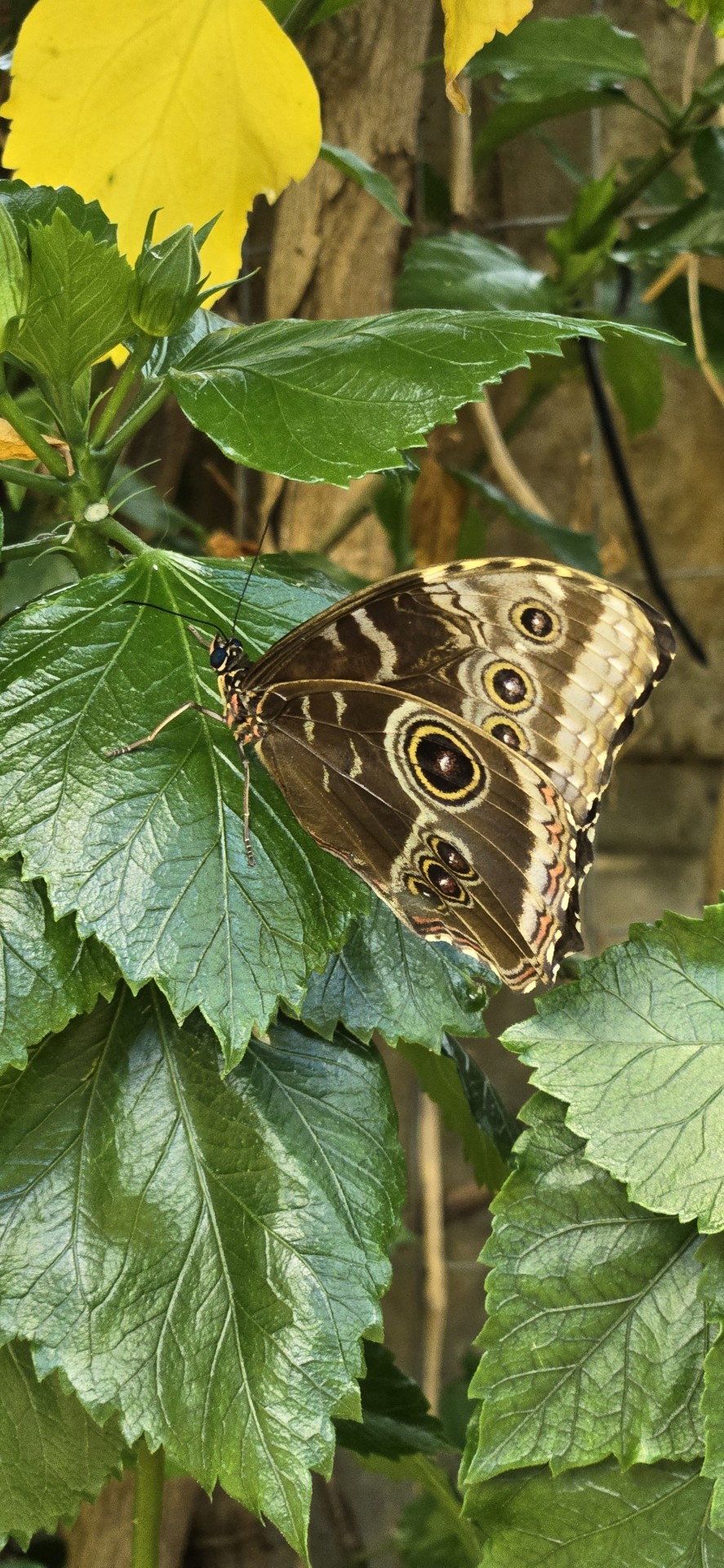 !!!! Was So Excited To Go See This Butterfly Exhibit Today (^3^)/