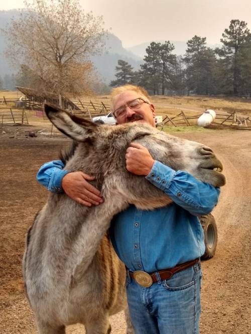 babyanimalgifs:  Colorado man reunited with his donkey, Ennis, after fire swept through