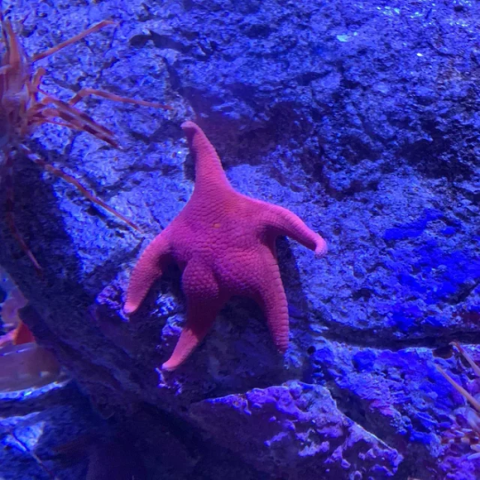 who is she