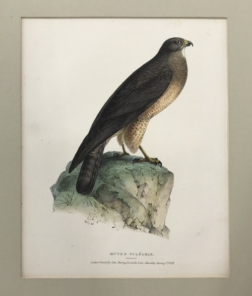 “Buteo Vulgaris”, William Swainson, circa 1831Hand-colored engraving from “Fauna Boreali-Americana” 