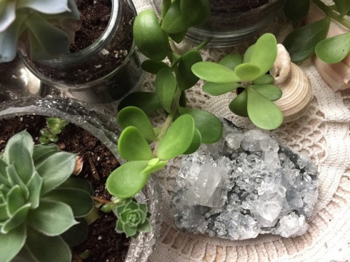 floralwaterwitch:I found this pretty apophyllite cluster during a small summer festival with my sist