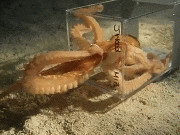 sixpenceee:  An entire octopus squeezing out of a 1 inch diameter hole. GIF made by Sixpenceee. Original video via YouTube. 