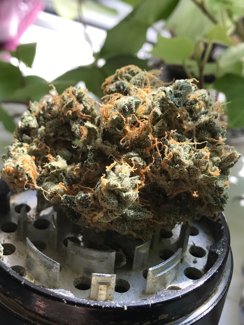 suckmyckuff:  Timber kush 🙌🏻