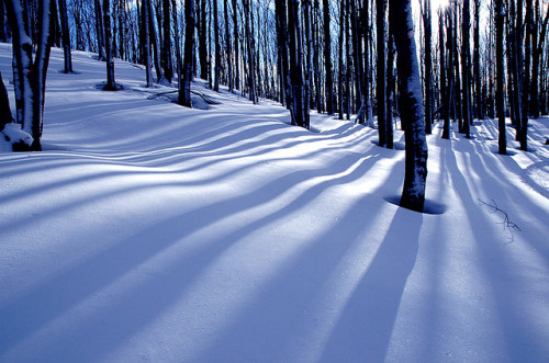 Collingwood Trees by Peter Bowers on Flickr.