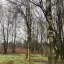 bitchpolypore