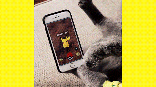 bob-belcher:Video: When Cats Play Pokémon Go