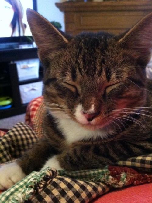 blarrg:blarrg:Help Pepperoni Get Life Saving SurgeryDonateHe is a 1 year old tabby/tuxedo cat. His h
