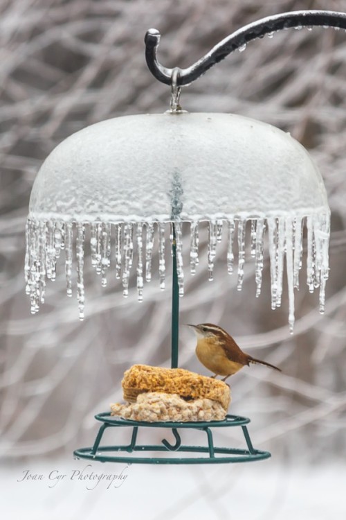 morethanphotography:A chilly morning for this little wren by joanic123