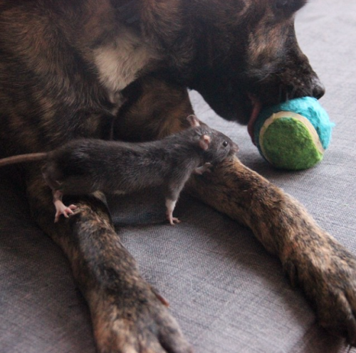 catsbeaversandducks:  Osiris and Riff Ratt Osiris is a 3-year-old Dutch Shepherd mix. Riff Ratt is a 3-month-old fancy rat. They live in Chicago and they’re BFFs. Photos by ©Osiris + Riff Ratt