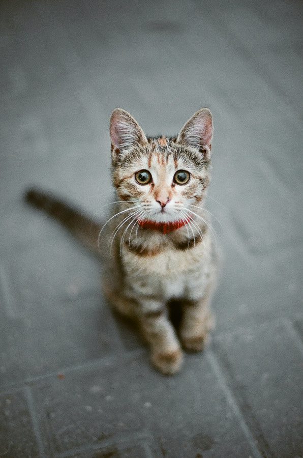 photogenicfelines:  (Gleb Marchukov) 