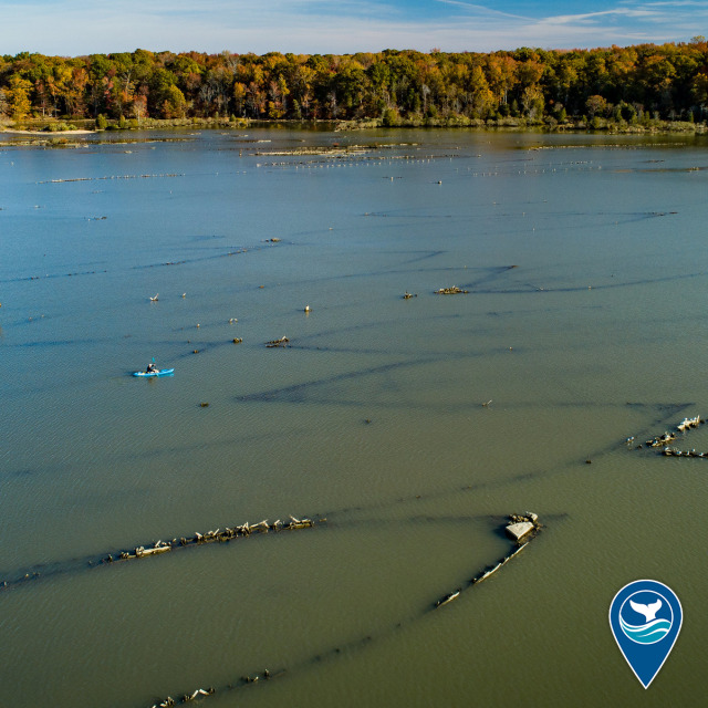 A kayaker explores the shipwrecks of Mallows Bay-Potomac River National Marine Sanctuary