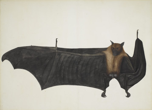 Some Bat paintings:Bat Before the Moon  -  Takashi Biho (ca. 1910)Giant Indian Fruit 