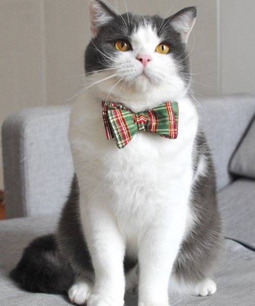 pudgykitties: Feeling festive? (Via Cat in Berlin- catinberlin.com)