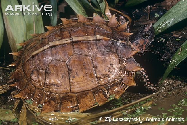 Here come the most Extra of turtles and tortoises