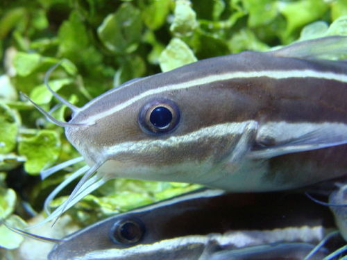 cool-critters:Striped eel catfish (Plotosus lineatus)The striped eel catfish is a species of eeltail