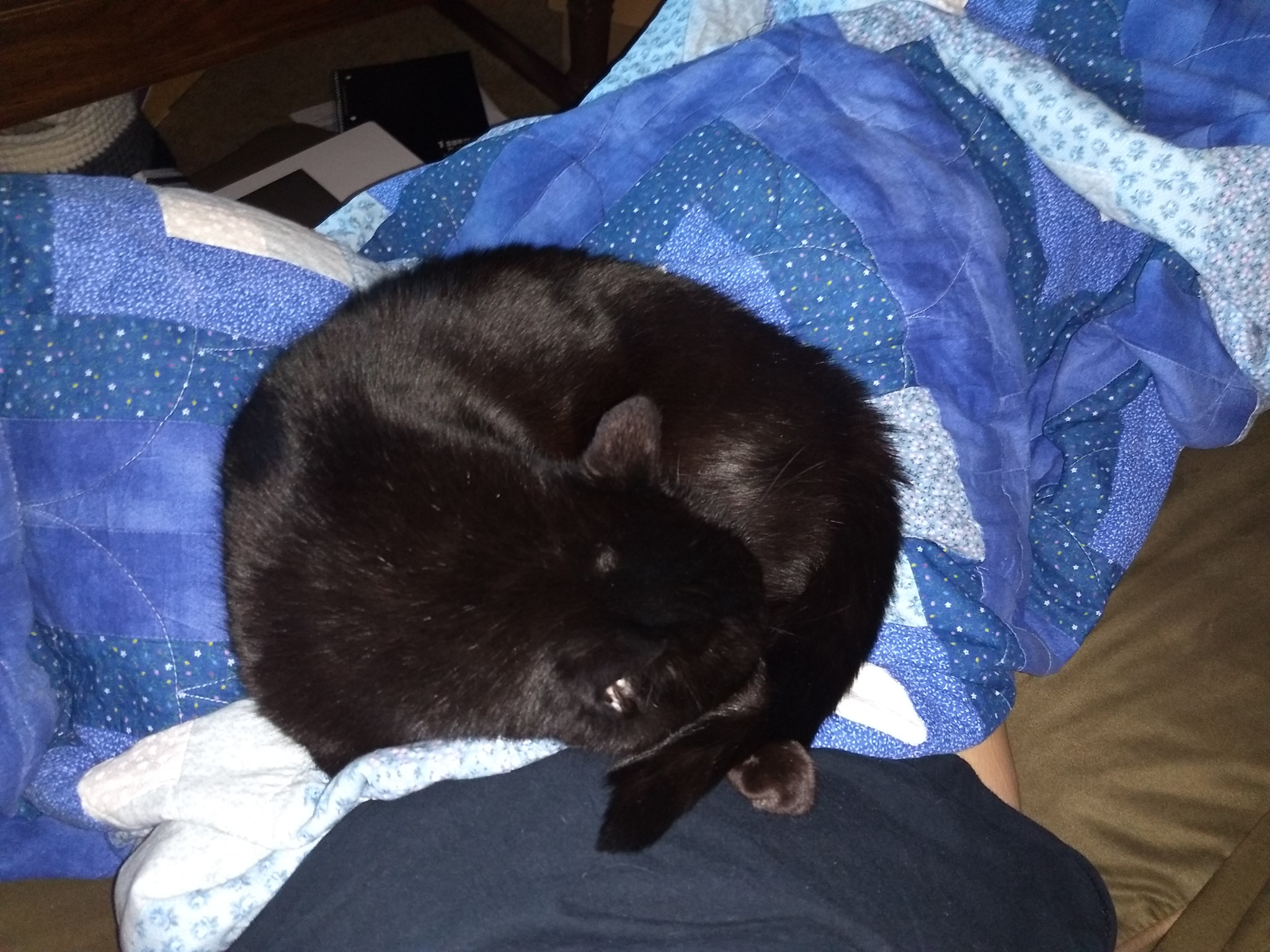 fbwzoo:fbwzoo:Imagine thinking you should toss your cat outside to get hit by a car or eaten by a coyote because there’s justNoPossibleWayToGiveThem EnrichmentInside.Imagine if there was only a way to increase space for your cat inside.There’s