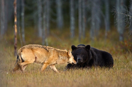 nubbsgalore:  photos by lassi rautiainen, susan brookes and staffan widstrand of a rare friendship that developed between a female grey wolf and a male brown bear in northern finland.  notes lassi, “no one can know exactly why or how the young wolf