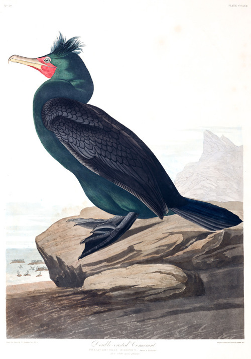  Double-Crested Cormorant | John James Audubon