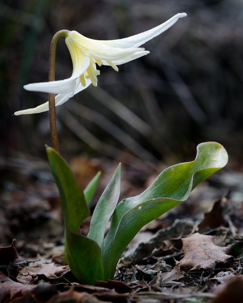 Erythronium multiscapideum (Sierra Fawn Lily) by Hoarybat on Flickr.