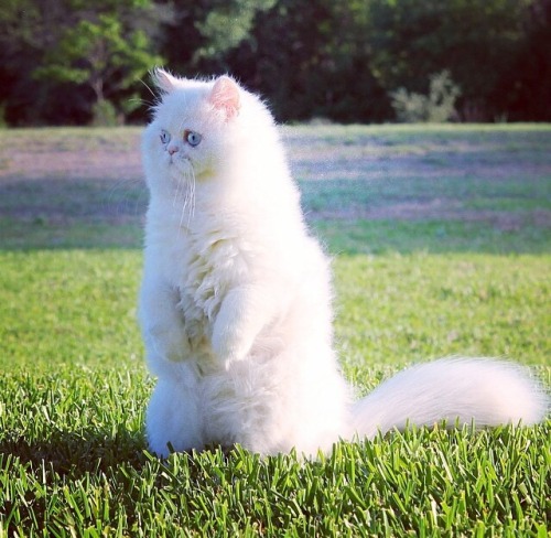 awwww-cute:This is Alfredo, Alfredo loves nature