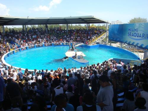 freedomfororcas:   Meet Lolita.  She is Miami Seaquarium’s biggest attraction, and has performed for over forty years in America’s smallest orca tank. Originally named Tokitae, she was captured in August 1970 during the infamous Penn Cove round ups.