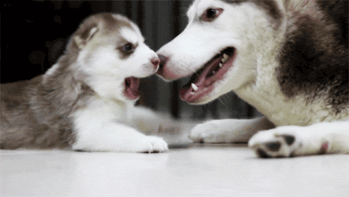 my-teen-quote:  feeling sad? look at this baby animal blog!