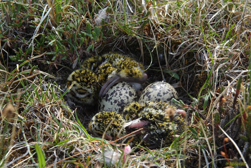 isstinna: BREAKING NEWS I just learned about a bird species called Golden Plover.