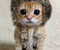 emowhitey:  Do they look alike  ~emo sexy Kitty sexy