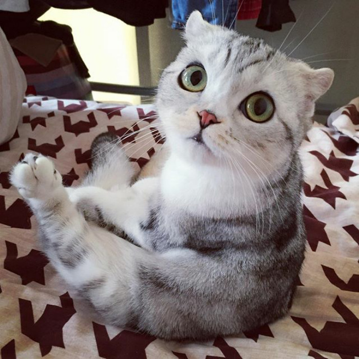 culturenlifestyle: Instagram Is Obsessed With This Adorable Kitty With Huge Eyes