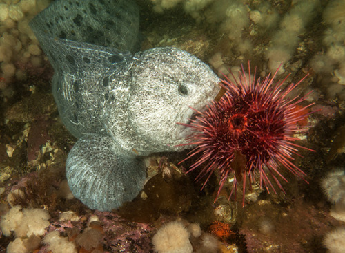 Wolf eel (Anarrhichthys ocellatus) preying on a sea urchin. Their powerful jaws and ossified mouths 