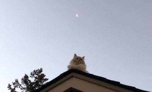 cutecornflakes:My cat got on the roof this morning. He looked very majestic.