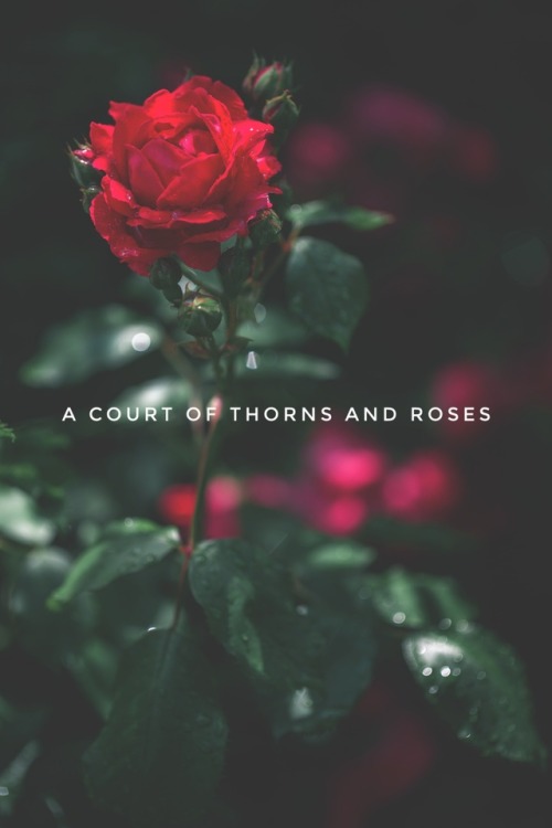 cassianandfenrysaremyboyos: A Court of Thorns and Roses series                                      