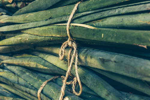 Sotuta de Peón, Yucatán. MéxicoHenequén para la fabricación de principalmente de lazos.