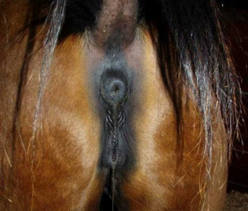 Porn Pics horseboy2:  “BEAUTIFUL, BEAUTIFUL,