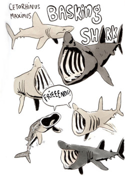 Sketchshark:  Shark Week Sketchbookery 2!! Basking Shark, Bonnet Head Shark, And