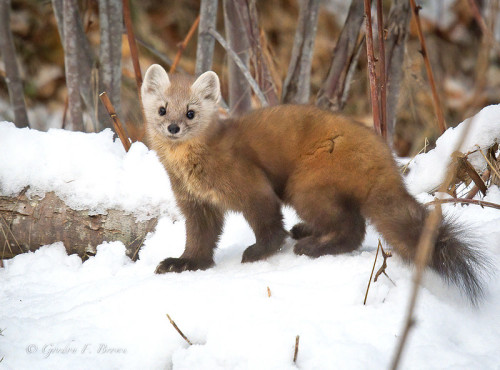 iridium-192:American pine marten (Martes americana) by Gordon F. Brown