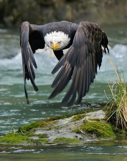 Comin’ At Ya (Bald Eagle)