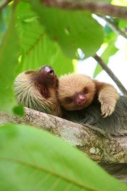 cute-overload:  Baby Sloth cuddles to cheer