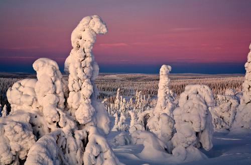 nubbsgalore:in finland’s riisitunturi national park, siberian spruce trees become covered with tykky