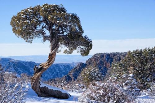 misterlemonzafterlife:  oneshotolive:Lone juniper in Black Canyon of the Gunnison National Park, Colorado [OC][1000x665] 📷: mattbnet  https://MisterLemonzAfterlife.tumblr.com/archive