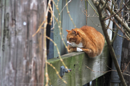 mischiefandmay:My loafness spilleth over