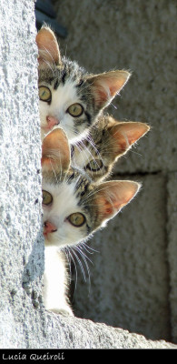 Msexplorer:  Mostlycatsmostly:  Curious (Via Lucia Queiroli)  Hey My-Sea-Of-Time