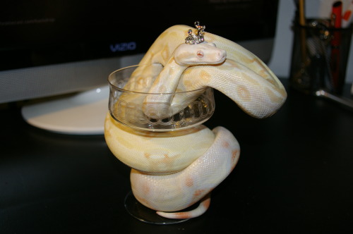 cake-the-snake:  I AM QUEEN. 