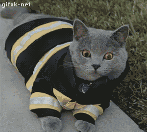 gifak-net:Video: Fireman Cat to the Rescue