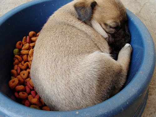 inspector-pervert: quecaigaelsistema: milkywaywhite: Dogs falling asleep in their food The best phot