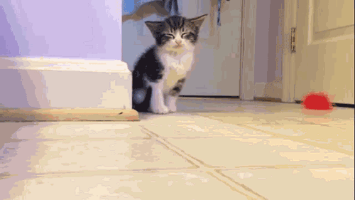 Another Kitty....