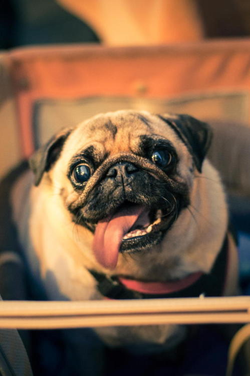 l-eth-e:   h a p p i n e s s   (by marius vieth)