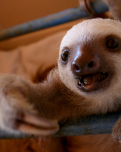 thinkveganworld: Baby sloth. 
