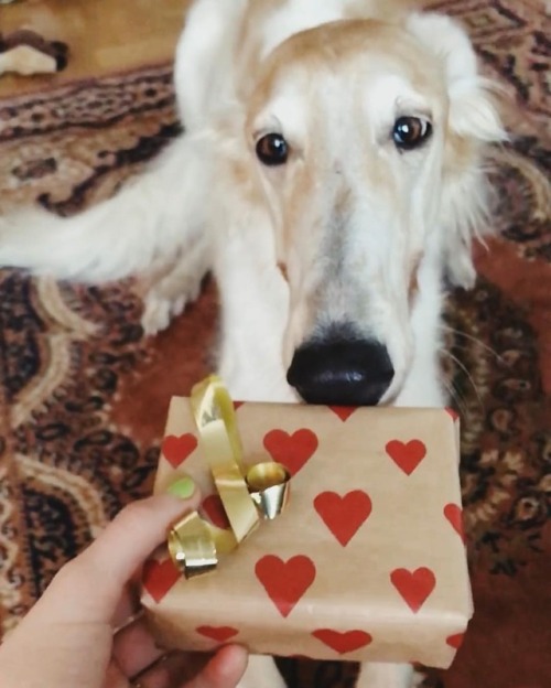 Marry Xmas everyone! Koira is opening her first present . #koira #borzoi #sighthound #doggifts #hund